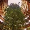 Reinventing Wood Waste: Innovations Driving Reclamation and Recycling in Construction