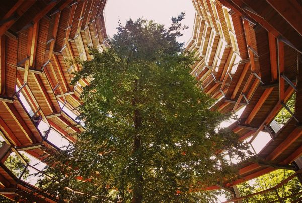 Reinventing Wood Waste: Innovations Driving Reclamation and Recycling in Construction