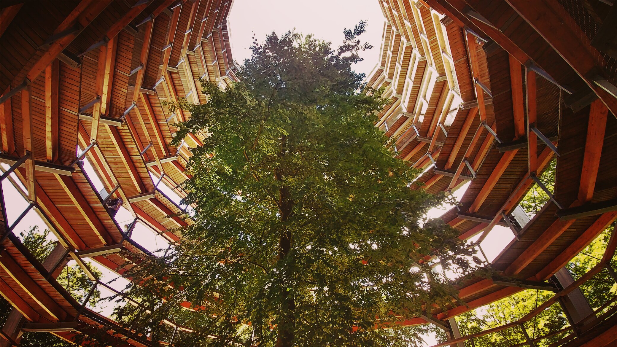 Reinventing Wood Waste: Innovations Driving Reclamation and Recycling in Construction