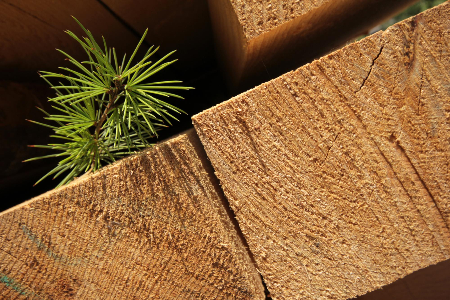 Timber and Sustainability – A Natural Partnership